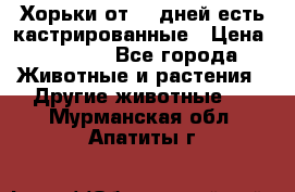   Хорьки от 35 дней есть кастрированные › Цена ­ 2 000 - Все города Животные и растения » Другие животные   . Мурманская обл.,Апатиты г.